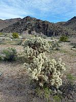 joshua tree national park (13).JPG